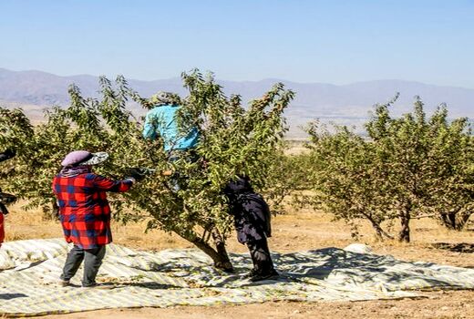 برداشت بادام از باغات سروستان آغاز شد