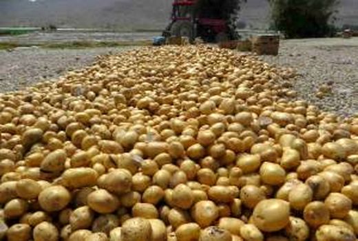 آغاز کشت سیب زمینی در شهرستان قصرشیرین 