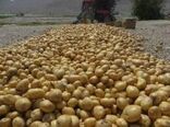 آغاز کشت سیب زمینی در شهرستان قصرشیرین 