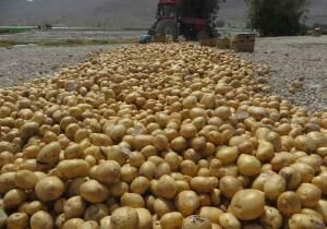 صادرات سیب‌زمینی بدون پرداخت عوارض مجاز است
