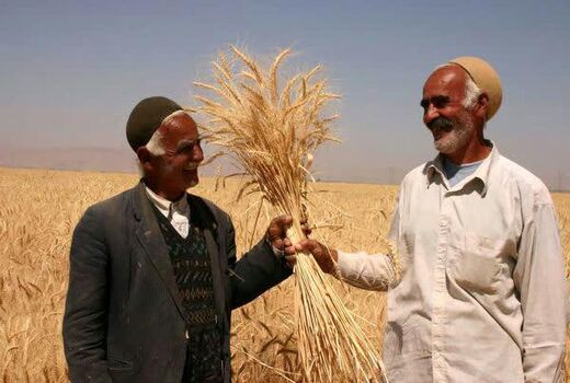 ۱۰۰ درصد بهای گندم خریداری شده به کشاورزان چهارمحال و بختیاری پرداخت شد