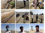 آغاز کشت پیاز در ۵هزار هکتار از اراضی کشاورزی میناب