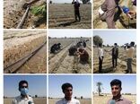آغاز کشت پیاز در ۵هزار هکتار از اراضی کشاورزی میناب