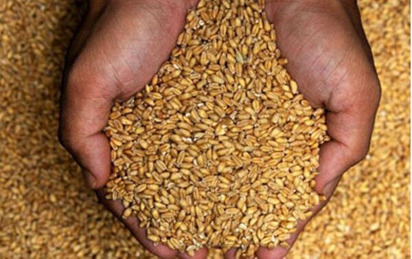 ۵۰ درصد بذرهای استفاده شده در خراسان شمالی اصلاح شده هستند