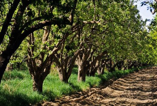 اصلاح و نوسازی ۲۹۳۰ هکتار از باغات استان طی ۹ ماهه امسال