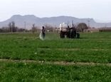 مبارزه شیمیایی در 4200 هکتار مزارع گندم و جو مازندران