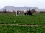 مبارزه شیمیایی در 4200 هکتار مزارع گندم و جو مازندران