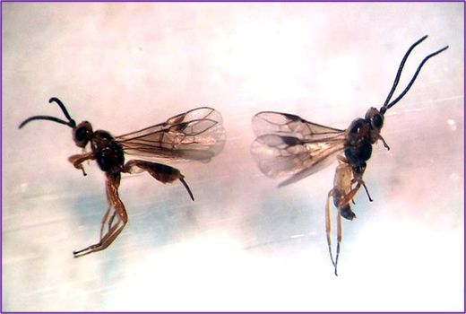 ارائه روش «ذخیره ‌سازی زنبور براکن در سرما» 