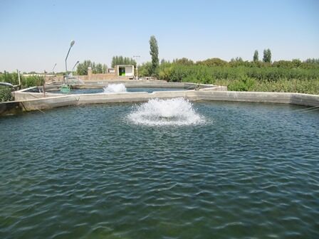 270 تن ماهیان گرمابی و سردابی در واحدهای پرورش ماهی شهرستان آبیک تولید شد