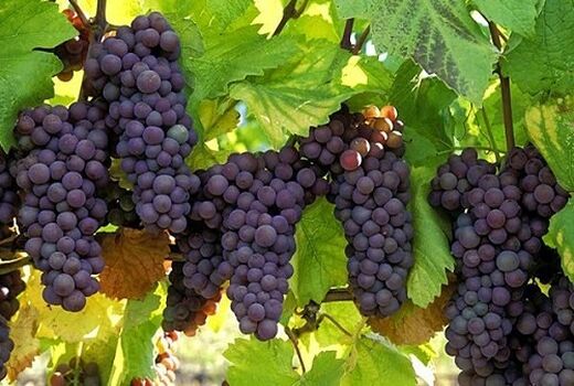 نوبرانه انگور یاقوتی از فراشبند رسید 