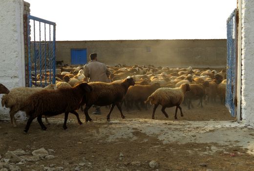 بازدید میدانی رییس سازمان جهاد کشاورزی خراسان شمالی از مجتمع دامداری سرودشت محمدیه در شهرستان جاجرم 