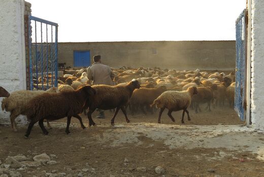 بازدید میدانی رییس سازمان جهاد کشاورزی خراسان شمالی از مجتمع دامداری سرودشت محمدیه در شهرستان جاجرم 