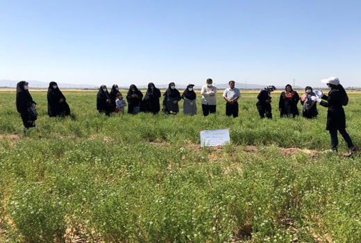 بازدید ترویجی بانوان روستایی از مزرعه نمایشی سیاهدانه در شهرستان بناب