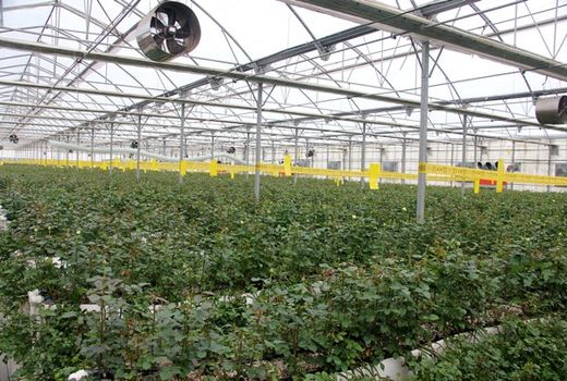 مشکلات گلخانه داران متقاضی تسهیلات بانکی در شهرستان پیشوا بررسی شد