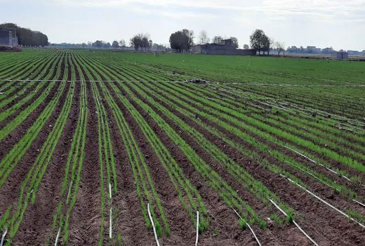 کشاورزی با آرایش کشت جدید؛ برداشت طلایی گندم در قزوین تضمین شد