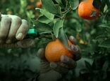 مدیریت علمی برداشت و انبارداری عامل اصلی تولید مرکبات باکیفیت و قابل رقابت در بازارهای جهانی است