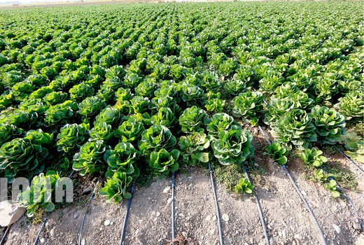 اجرای طرح پایلوت الگوی کشت در ۲ دشت شریف آباد و ساوه در استان قم