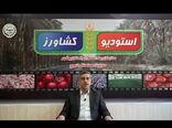 برگزیدگان بخش کشاورزی بوشهر معرفی می‌شوند 