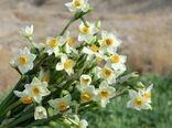 تولید سالانه بالغ بر ۲0 میلیون شاخه نرگس در خراسان جنوبی