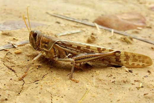 بحران ملخ‌ها نیازمند مشارکت همگانی است