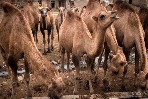 پروژه هاب شتر، در انتظار نگاه ویژه ملی