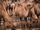 پروژه هاب شتر، در انتظار نگاه ویژه ملی
