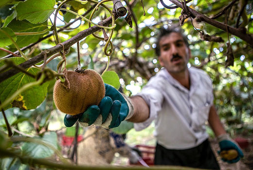 برداشت کیوی در باغات گیلان  
