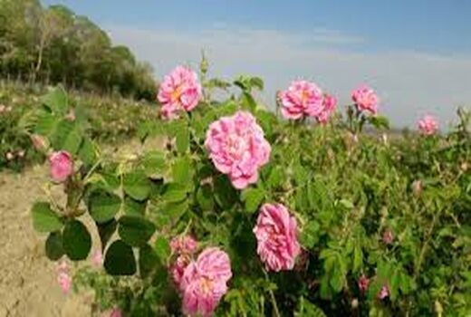 اختصاص 20 هکتار از زمین های کشاورزی استان به کاشت گل محمدی