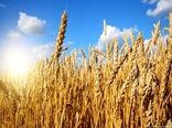 خرید تضمینی ۵۲۹ هزار تن گندم از کشاورزان کردستانی