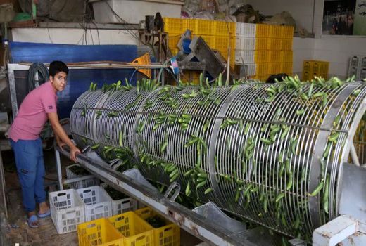 صنایع تبدیلی؛ حلقه مکمل تولید در کشاورزی