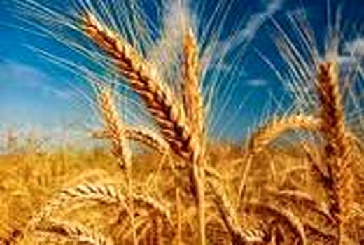 مدیرعامل غله: گندم مهرگان ایلام مرغوب ترین بذر کشور است