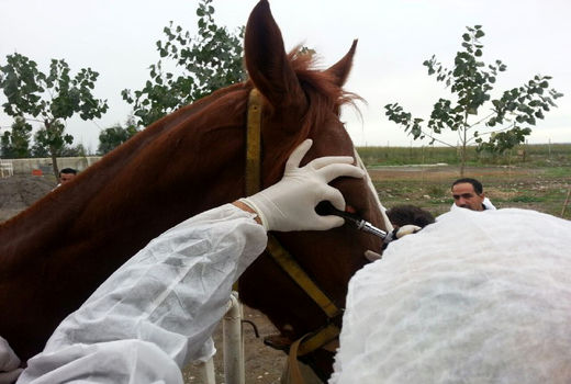 بیماری مشمشه زیر ذره‌بین سازمان دامپزشکی کشور