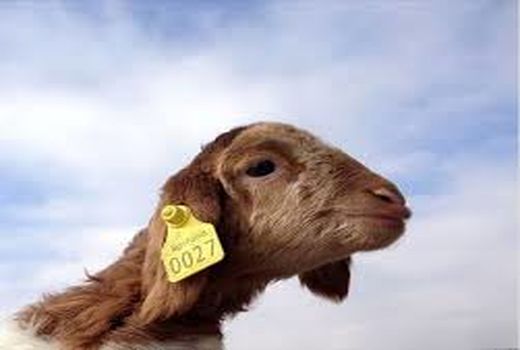 هویت دار کردن دام با جدیت پیگیری می‌شود