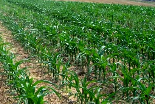 کاهش ۴۰ درصدی کشت ذرت در قیروکارزین  