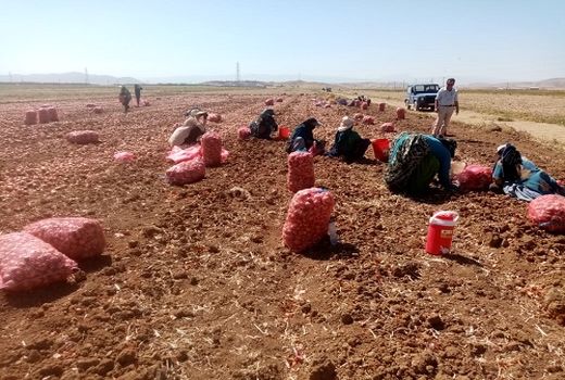 تولید 28 هزار تن پیاز مرغوب در سپیدان