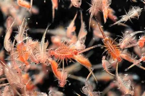 آب‌شیرین‌کن‌ها به کمک پرورش آرتمیا می‌آیند/ استفاده بهینه از پساب شور