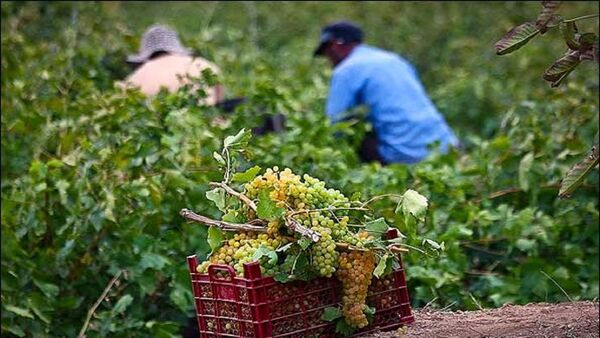 برداشت انگور از باغ‌های اصفهان