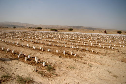 کاشت 300 هکتار گوجه فرنگی پاییزه در فراشبند