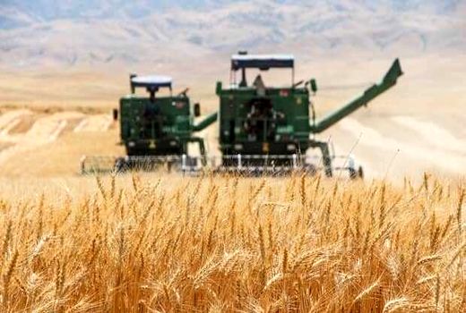 پیش‌بینی برداشت ۲۰۰هزارتن گندم در اصفهان/سورگم جایگزین ذرت می‌شود