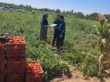 استفاده از عوامل بیولوژیک در بیش از ۶۵ هزار هکتار از اراضی کشاورزی آذربایجان‌غربی