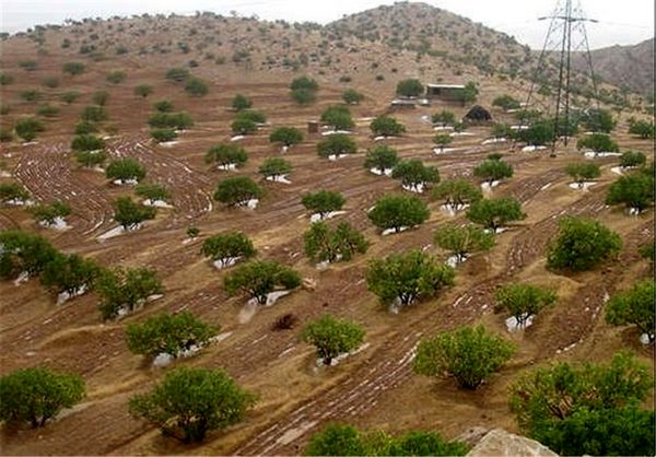 اراضی شیبدار برای احداث باغ واگذار می شود