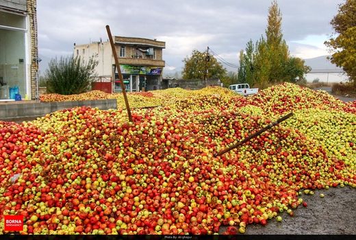 تدوین نقشه راه باغبانی، در راستای کاهش سیب زیردرختی