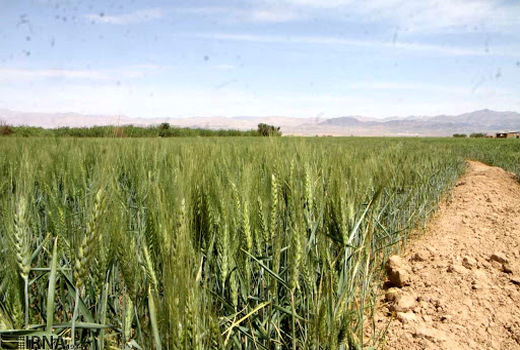 ۲۰۰ میلیارد ریال برای جهش تولید در دیمزارهای کردستان هزینه می‌شود