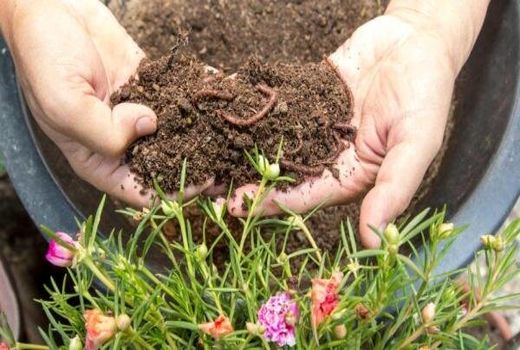 بزرگترین سایت تولید کمپوست بانوان روستایی در مرودشت