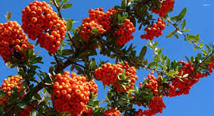 آغاز برداشت زالزالک از عرصه‌های طبیعی قزوین