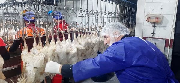 بازدید سرزده مسئول حوزه نمایندگی ولی فقیه سازمان جهاد کشاورزی استان قزوین از کشتارگاه مرغ قزوین