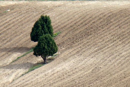 پیگیری کشت باغات و گیاهان دارویی در اراضی شیب‌دار استان سمنان