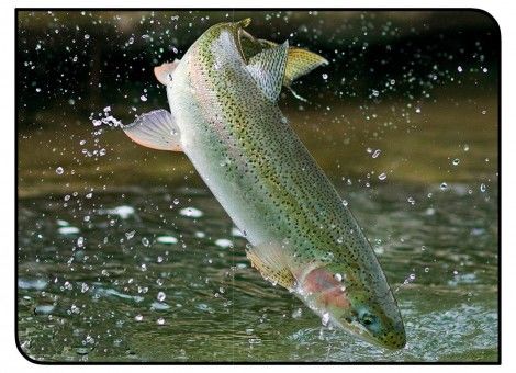 ضعف دامپزشکان در بهداشت و درمان آبزیان/ تسهیل احداث کلینیک‌های تخصصی آبزیان