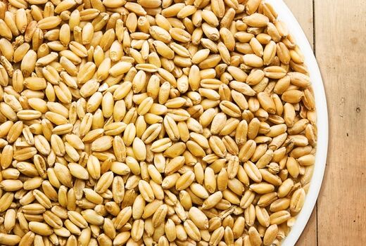 توزیع 7هزارتن بذرگندم وجو گواهی شده بین کشاورزان 