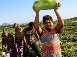 هندوانه هرمزگان امسال هم زینت بخش محفل شب یلدای ایرانی هاست
